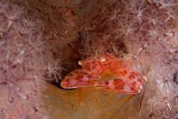Soft Coral Crab... 400D 60mm plus woody by Alex Tattersall 